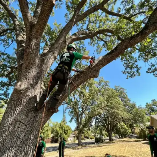 Certified arborist climbing a Los Angeles oak tree with chainsaw