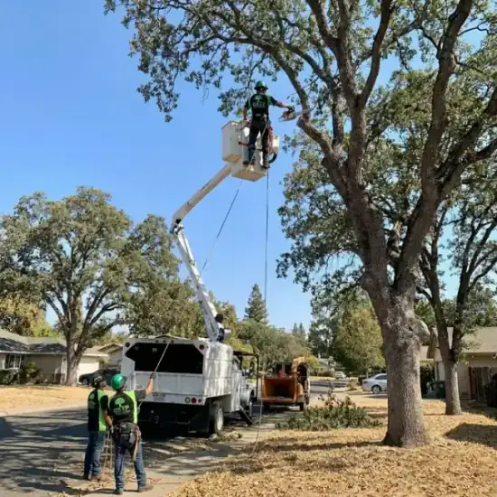 Bucket truck trimming a large oak tree in Los Angeles
